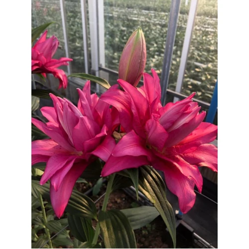 Roselily Floretta